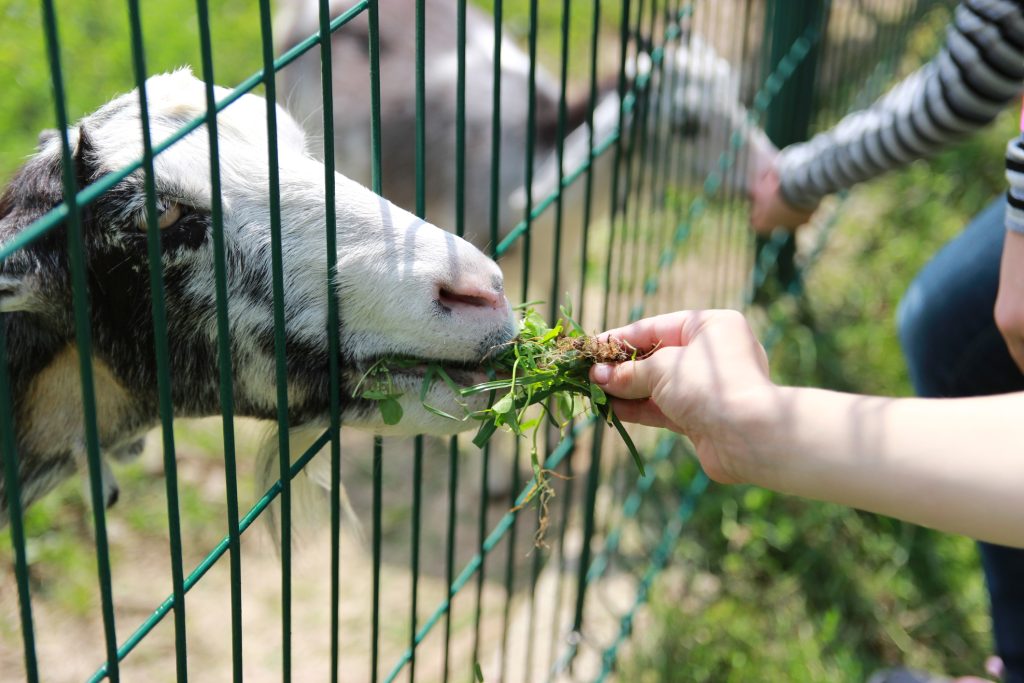 Connecting Children with Their Community